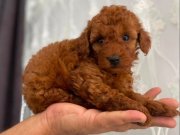 KIPKIRMIZI RED TOY POODLE YAVRUMUZ 