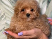 MALTİPOO CİNSİ YAVRULAR 