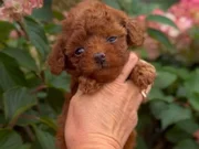 TOY POODLE SEVİMLİ YAVRULAR 