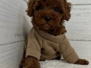 TOY POODLE SEVİMLİ YAVRULAR 