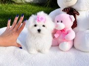 MALTESE TERRİER CİNSİ 