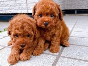 TOY POODLE SEVİMLİ YAVRULAR 