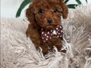 SEVİMLİ TOY POODLE YAVRUMUZ TEACUP 