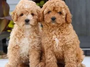 MALTİPOO CİNSİ YAVRULAR EV ÜRETİMİ 