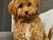 KAHVE TONLU MALTİPOO CİNSİ YAVRULAR 