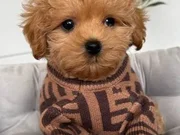 MALTİPOO CİNSİ YAVRULAR EV ÜRETİMİ 