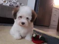MALTİPO CİNSİ 