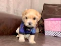 MALTİPO CİNSİ 