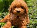 TOOY POODLE RED BROWN KIPKIRMIZI YAVRUMUZ 