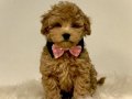 TOOY POODLE EVCİLBEBEKLER 