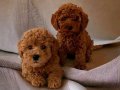 TOOY POODLE RED BROWN KIPKIRMIZI YAVRUMUZ 