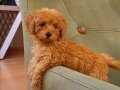 Tooy poodle cinsi yavrular Red braw 