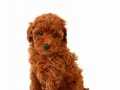 Tooy poodle mini puppy boy yavrular 