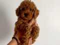 Tooy poodle teacup evcilbebekler 