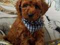 TOY POODLE SEVİMLİ YAVRULAR EV ÜRETİMİ 