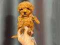 KIPKIRMIZI RED TOY POODLE 