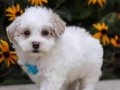 MALTESE TERRİER CİNSİ YAVRULAR 