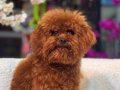 SEVİMLİ TOY POODLE YAVRUMUZ 