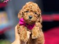 KIPKIRMIZI RED TOY POODLE SEVİMLİ YAVRULAR 