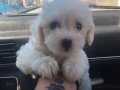 BEYAZ MALTESE TERRİER CİNSİ YAVRULAR 