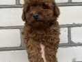 SEVİMLİ TOY POODLE YAVRUMUZ 