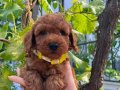 KIPKIRMIZI SEVİMLİ TOY POODLE YAVRUMUZ 