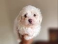 Kar beyaz MALTESE TERRİER 