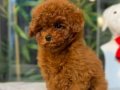 TOY POODLE SEVİMLİ YAVRULAR 