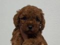 TOY POODLE SEVİMLİ YAVRULAR 
