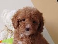 TOY POODLE SEVİMLİ YAVRULAR 