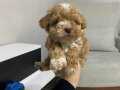 MALTİPOO CİNSİ EV ÜRETİMİ YAVRULAR 
