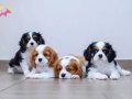 Ev Üretimi Sıfır Numara Cavalier King Charles Yavruları