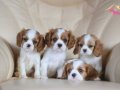 CAVALİER KİNG CHARLES CİNSİ YAVRULAR 