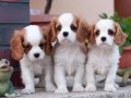 MUHTEŞEM MASKELİ CAVALIER KING CHARLES YAVRULARI