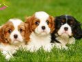 Safkan Cavalier King Charles Yavruları - AB Pasaportlu Irk Garantili