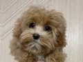 KIPKIRMIZI RED TOY POODLE SEVİMLİ YAVRULAR 