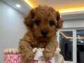 RED TOY POODLE EV ÜRETİMİ YAVRULAR 