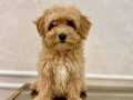 Zeki ve Tüy Dökmeyen Kahve Tonlu Maltipoo Yavruları
