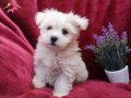 Kar Beyaz Maltese Terrier Yavruları ile Tanışın