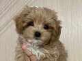 Kahve Tonlu Maltipoo Yavruları ile Neşeli Bir Başlangıç