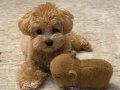 TOY POODLE SEVİMLİ YAVRULAR 