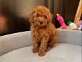 KIPKIRMIZI RED TOY POODLE 