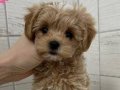 Antibakteriyel Kürklü Sıfır Numara Toy Poodle Yavruları
