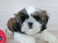 Ev Ortamında Yetişmiş Maskeli Shih Tzu Yavruları
