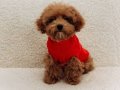 Sosyal Ortamın Yıldızı Kızıl Bukleli Toy Poodle Yavruları