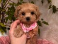Eğitilebilir Maltipoo Yavruları Tüy Dökmeyen Anti Alerjik Yapısıyla Ev Ortamında