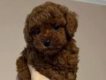 Ev Ortamında Büyümüş Safkan Kahve Toy Poodle Yavrusu