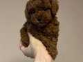 Kıpkırmızı Toy Poodle Yavruları ile Evinize Neşe Katın