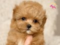 Ev Ortamında Yetişmiş Maskot Surat Red Toy Poodle Yavrusu