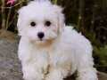 KAR BEYAZ MALTESE TERRİER YAVRULARI